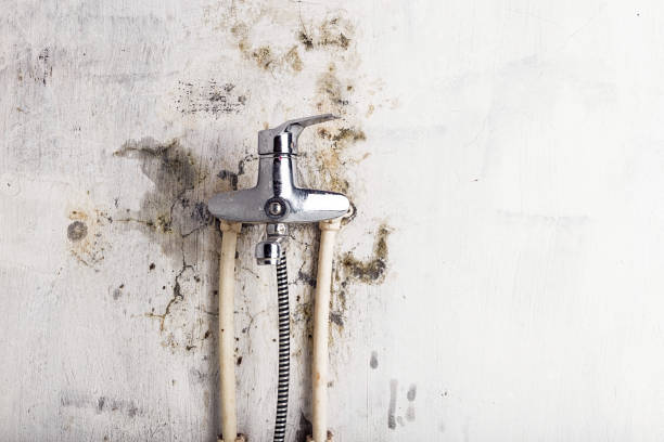 Certified Mold Removal in South Beloit, IL