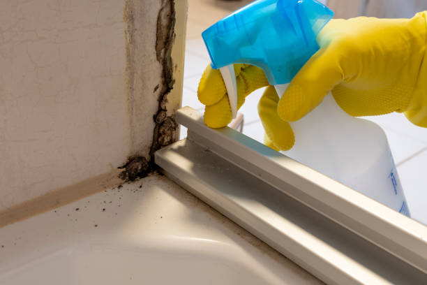 Best Black Mold Removal  in South Beloit, IL