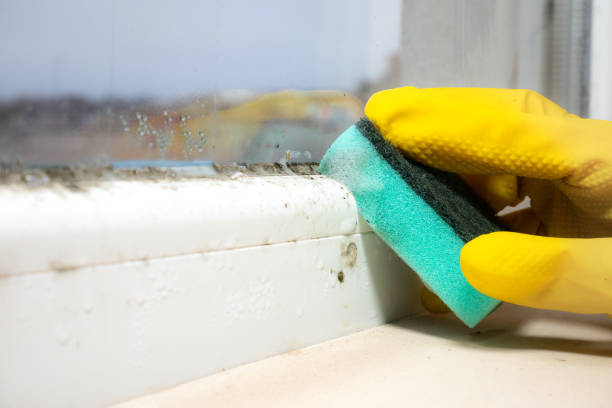 Best Attic Mold Removal  in South Beloit, IL