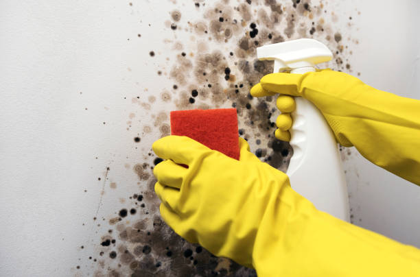 Best Certified Mold Removal  in South Beloit, IL